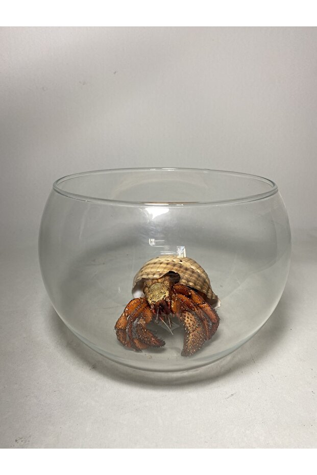 Fosil Hermit Yengeci - 1