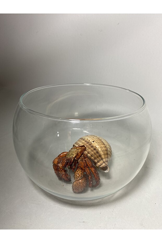 Fosil Hermit Yengeci - 2