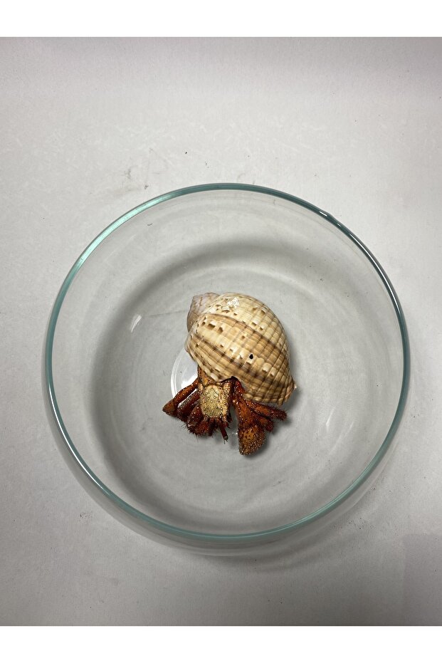 Fosil Hermit Yengeci - 3