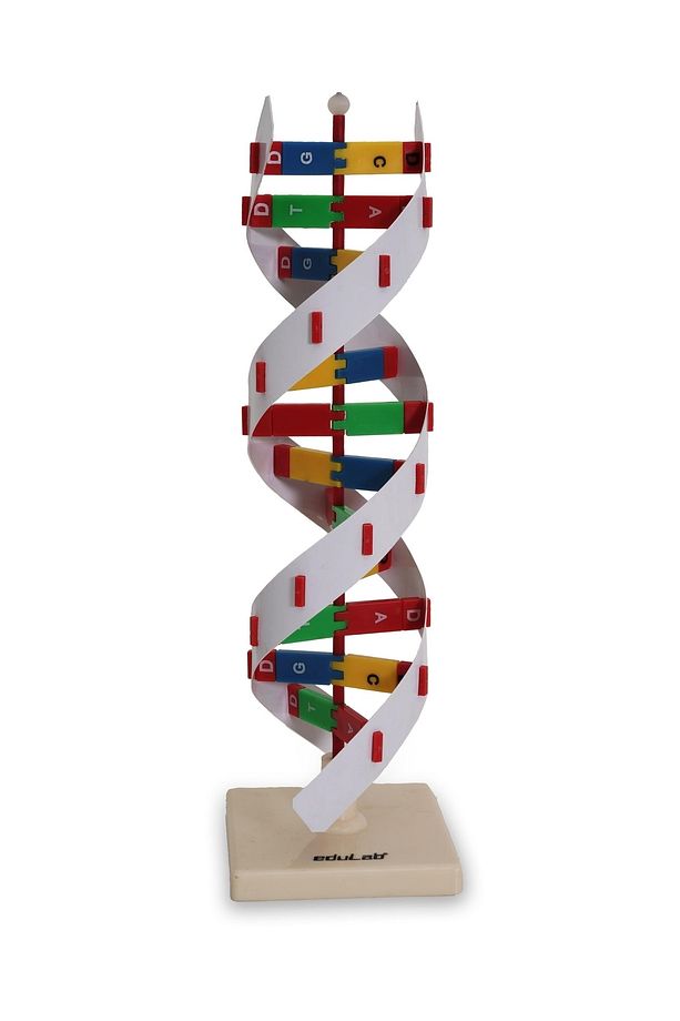 Dna Modeli - 2