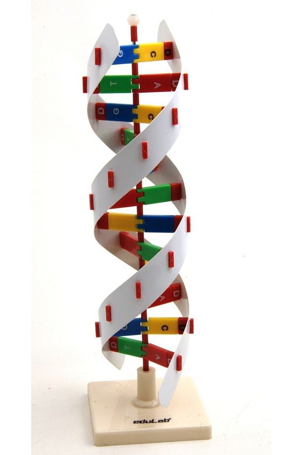 Dna Modeli - 1