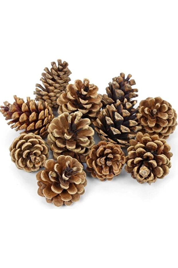 كوز الصنوبر عيد الميلاد الحلي هواية اللوحة كوز الصنوبر 20pcs