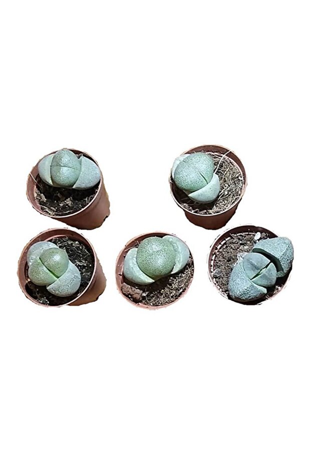 Lithops Taş Kaktüs - 2