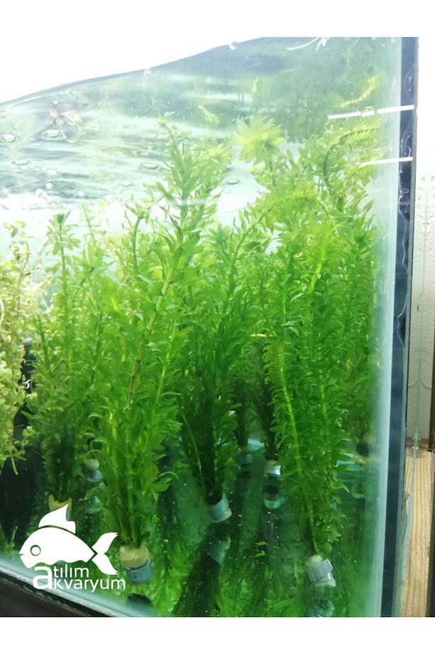 Akvaryum Bitkisi Elodea Densa 10 Dal - 3