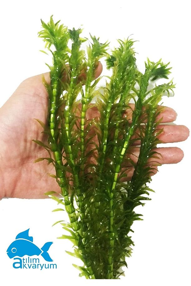 Akvaryum Bitkisi Elodea Densa 10 Dal - 1