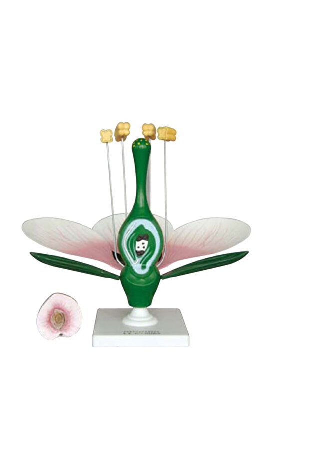 Flower Cutaway Model - 1