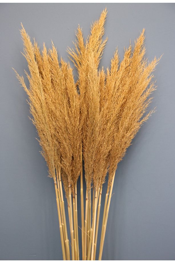 Naturel Kuru Çiçek Pampas 45 Adet - 2
