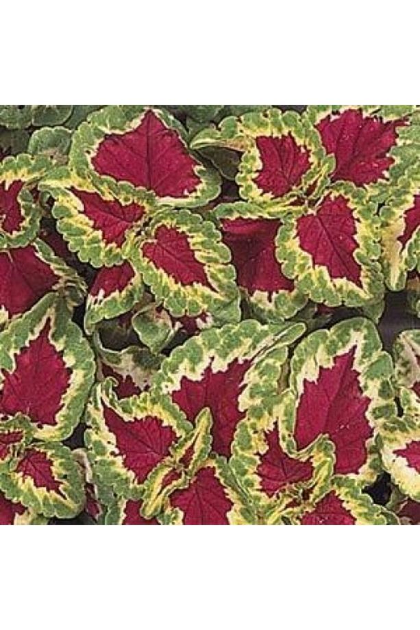 Coleus-wizard (YAPRAK GÜZELİ) F1 10 Adet Tohum - 1