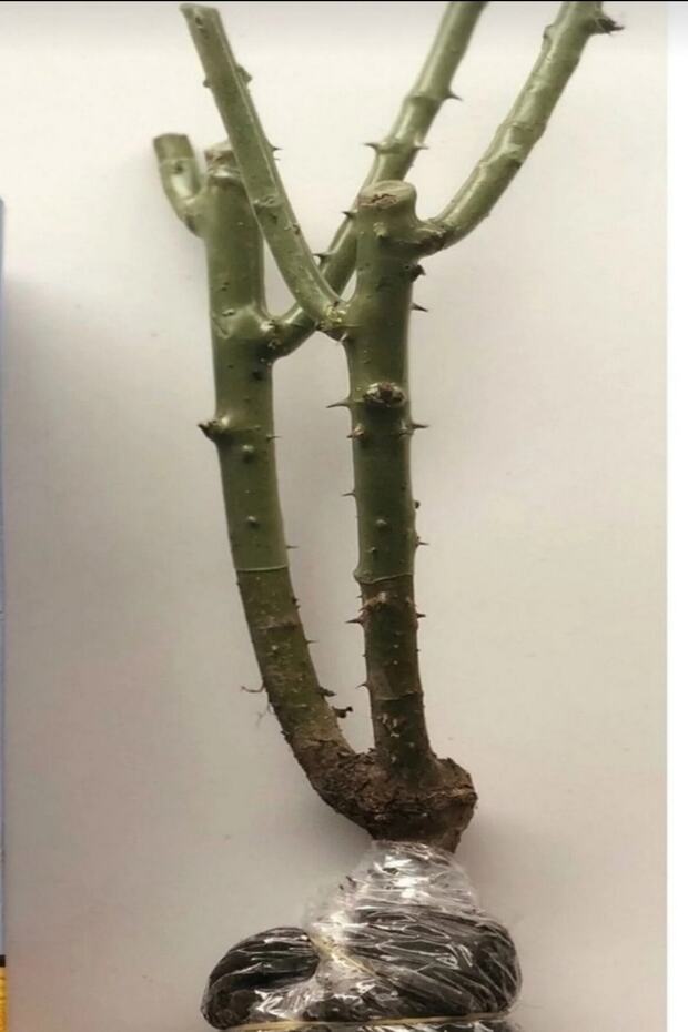 Turuncu Fide Gül Açık Kök Dikime Hazır 36-39cm 1 Adet - 2