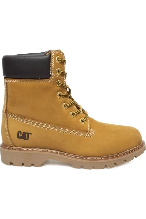 Cat Clovıs Honey - 2