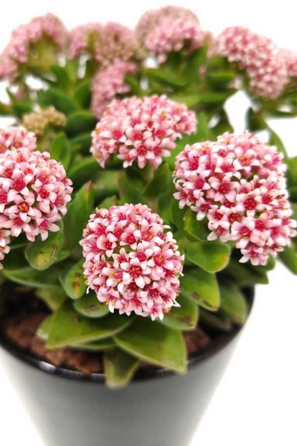 Crassula Hoyaa Tatlı Pembe Minik 5.5cm /şuan Çiçeksizdir - 1