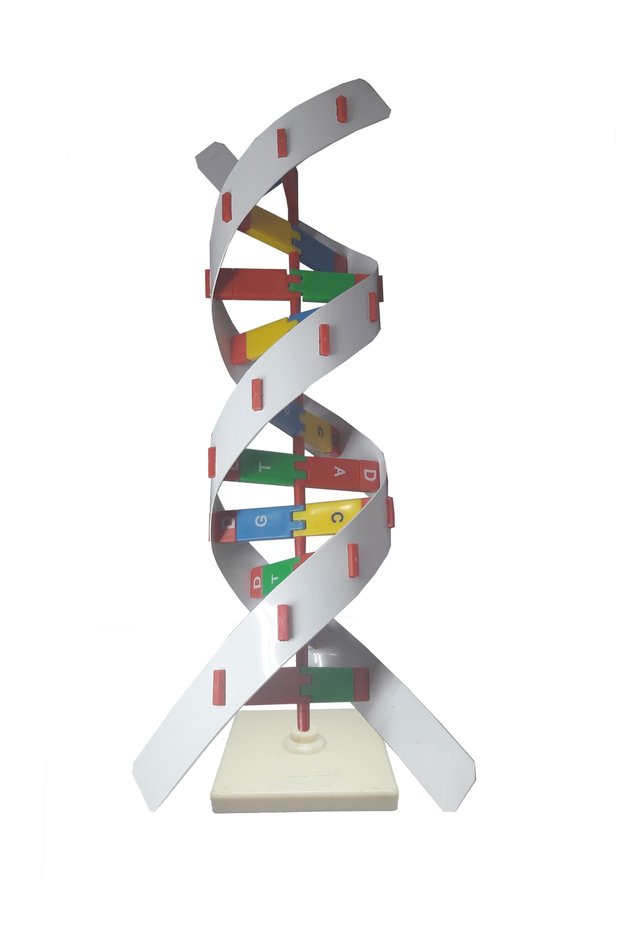 Dna Modeli