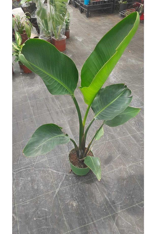 Strelitzia - Starliçe Cennet Kuşu Bitkisi 80-100 Cm Salon Bitkisi - 3
