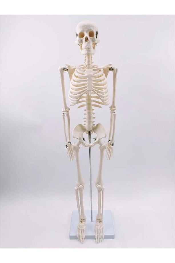 Joe Insan Iskelet Modeli 85 Cm 1/2 Boy - 1