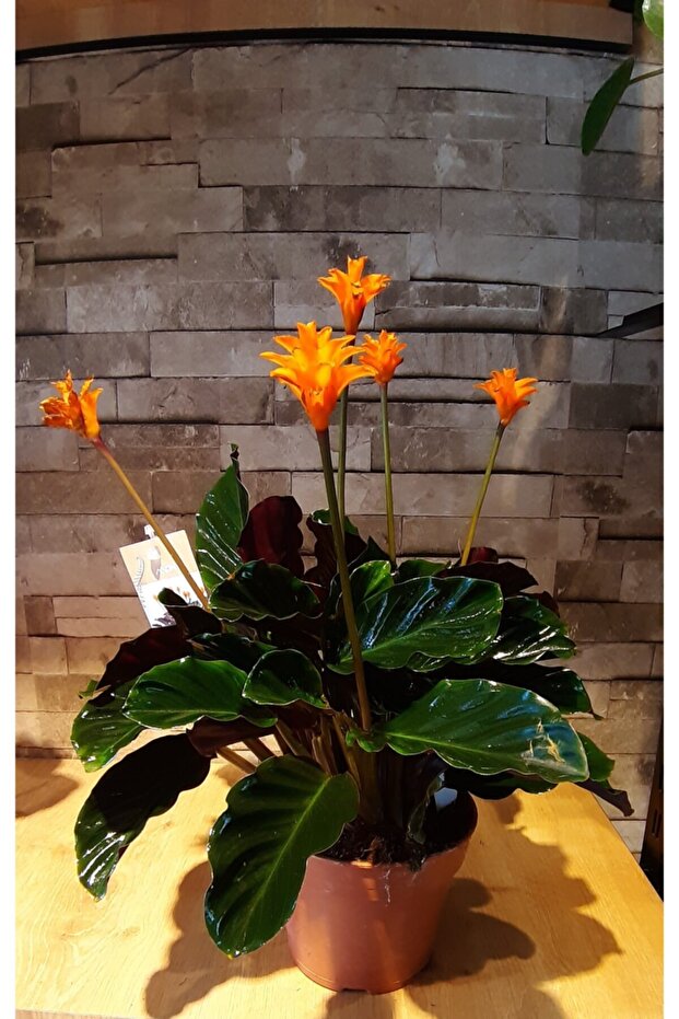 Calathea Crocata