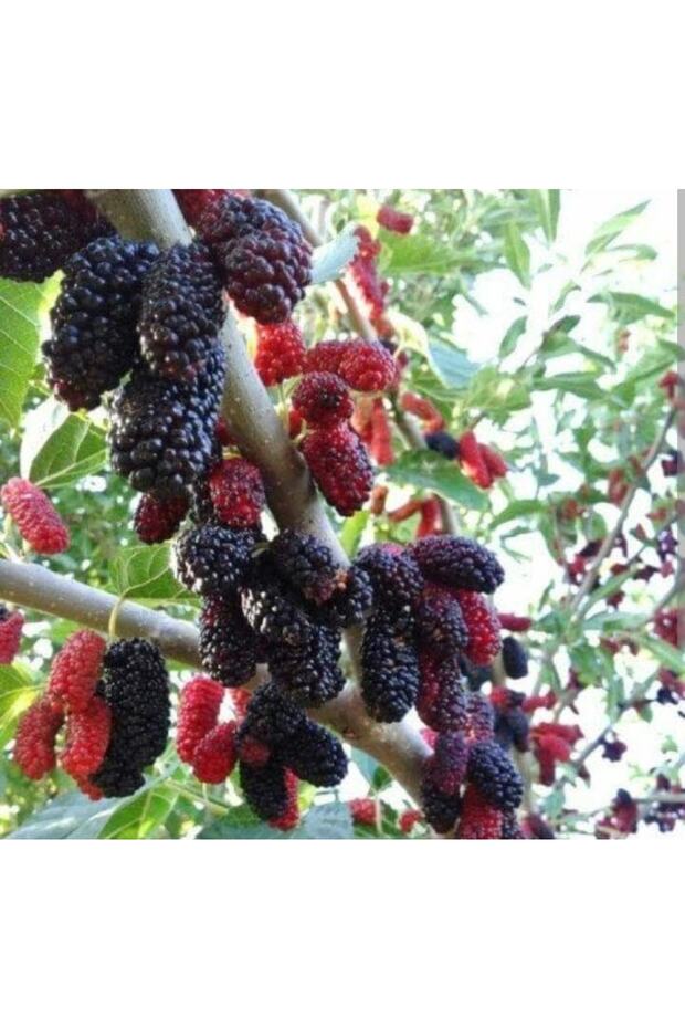Dut Ağacı (AVUSTURALYA DUT'U)tüplü 2-3 Yaş Boyu 100-150cm - 3