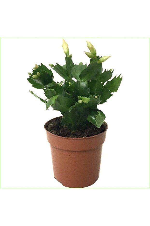 Yılbaşı Çiçeği - 1