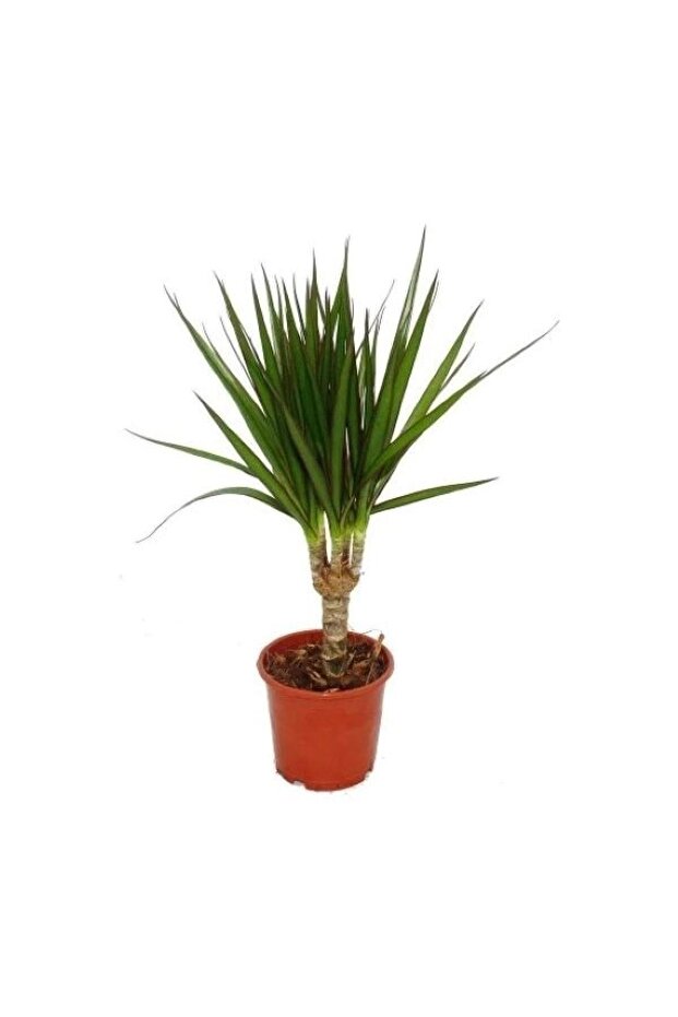 Tekli Dracena Marginata 20 Cm - 1
