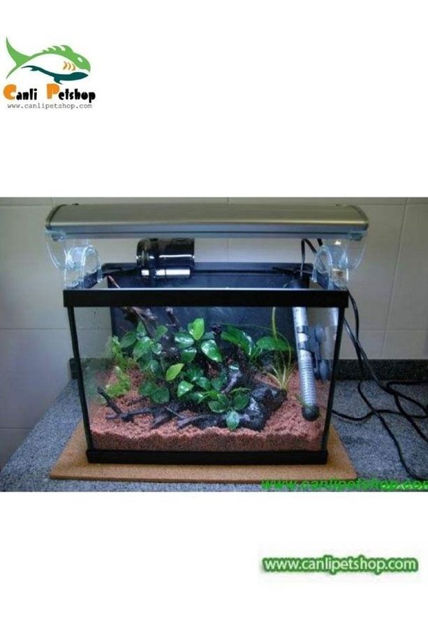 Akvaryum Bitkisi Anubias Barteri Var Nana 1 Ad 3-4 Yapraklı - 3