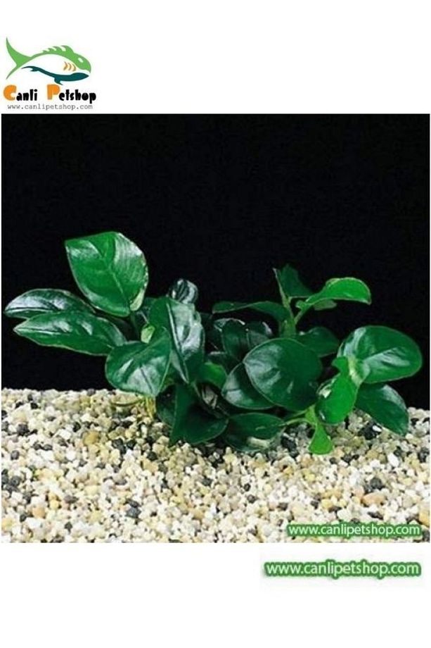 Akvaryum Bitkisi Anubias Barteri Var Nana 1 Ad 3-4 Yapraklı - 4
