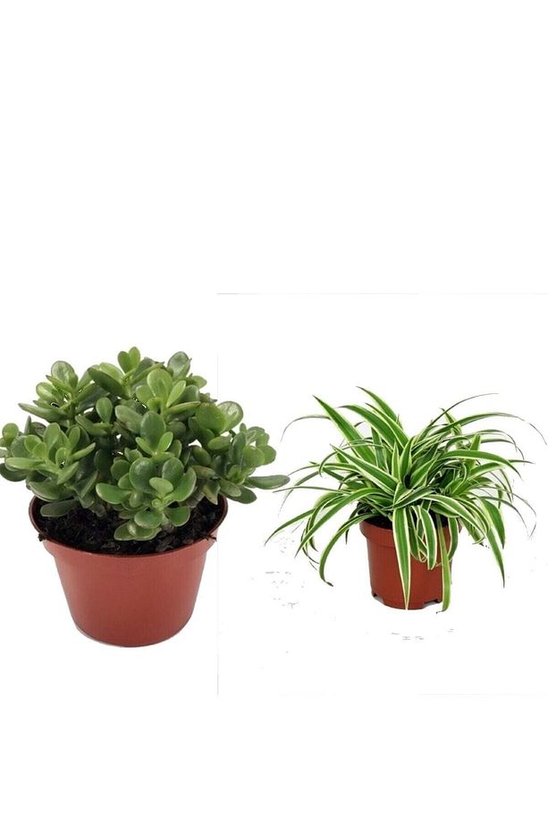 1.adet Kurdele Çiçeği 1.adet Şans Para Bitkisi (crassula Ovata) Ev Ofis Salon Bitki Seti - 1