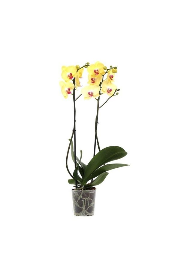 Phalaenopsis 'miraflore' Çift Dallı Sarı Orkide Salon Bitkisi - 1