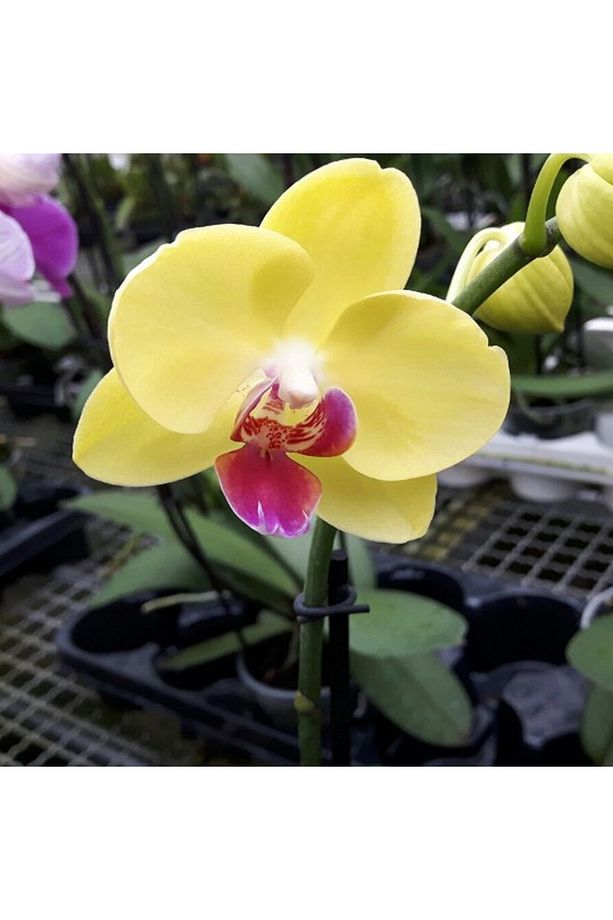 Phalaenopsis 'miraflore' Çift Dallı Sarı Orkide Salon Bitkisi - 3