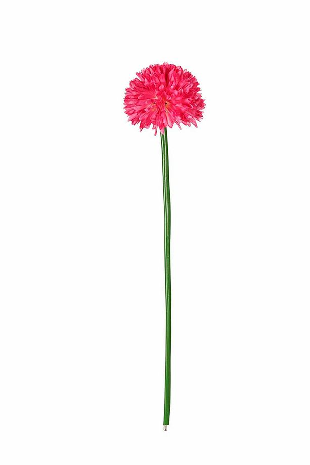 Koyu Pembe Uzun Saplı Kadife Çiçeği AK.BG0120-KP - 1