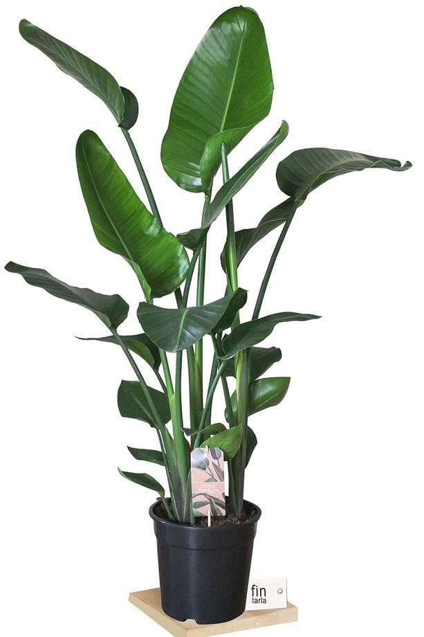 Strelitzia Nicolai - Starliçe Cennet Kuşu Bitkisi 80-100 Cm Salon Bitkisi 3 (ÜÇ GÖVDELİ) - 1