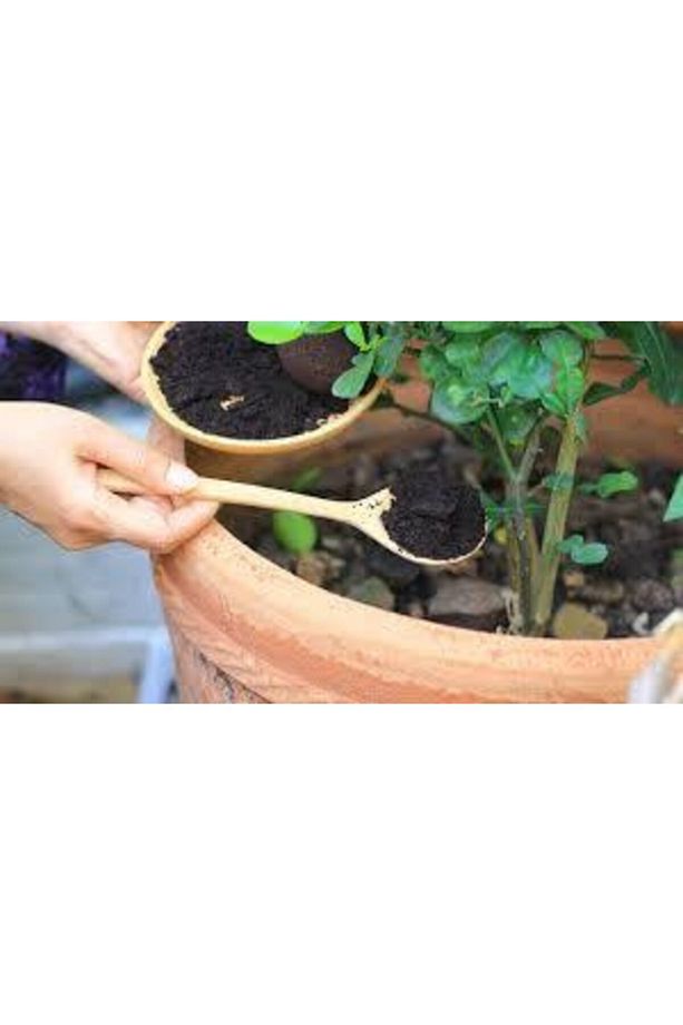 Torf Bitki - Çiçek Toprağı 10 Lt - 3