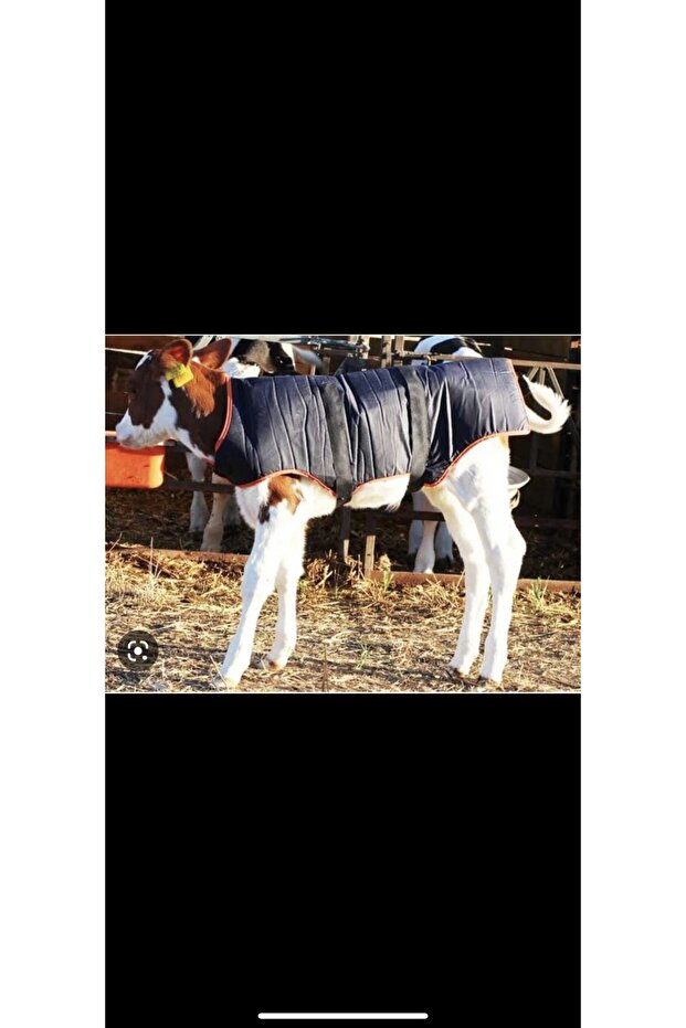 Buzağı Battaniyesi - 1