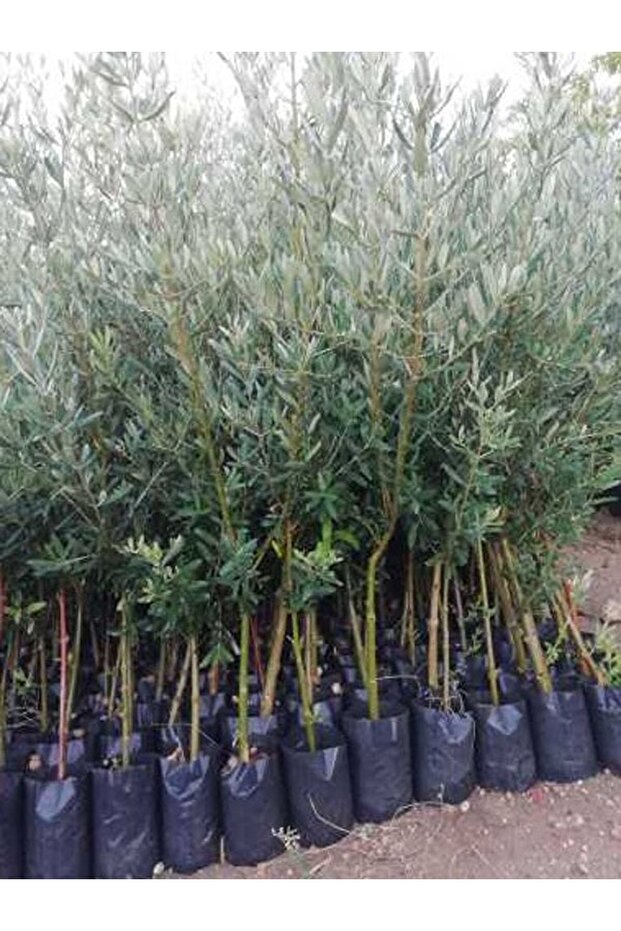 1 Adet Gemlik Trilye Zeytin Fidanı Tüplü 2 Yaş - 2