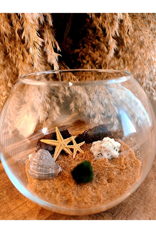 Marimo Fanus (11*8CM) - 2