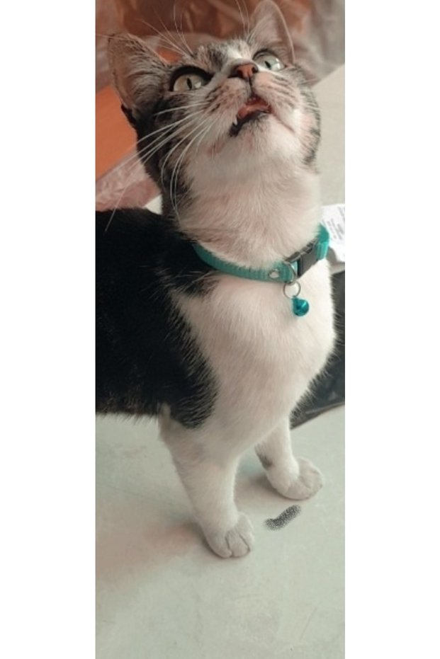 Kedi Tasması
