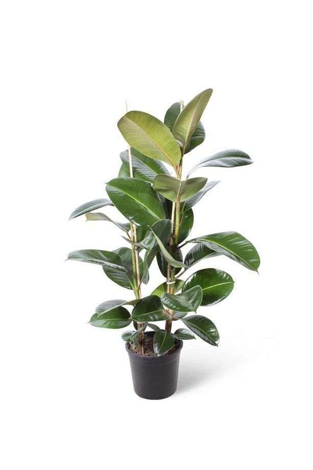 Ficus Elastica Robusta - Kauçuk Ağacı 2 Gövde - Ev Ofis Salon Iç Mekan Bitkisi - Ø:22 Cm - H:100 Cm - 1