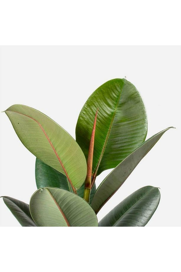 Ficus Elastica Robusta - Kauçuk Ağacı 2 Gövde - Ev Ofis Salon Iç Mekan Bitkisi - Ø:22 Cm - H:100 Cm - 2