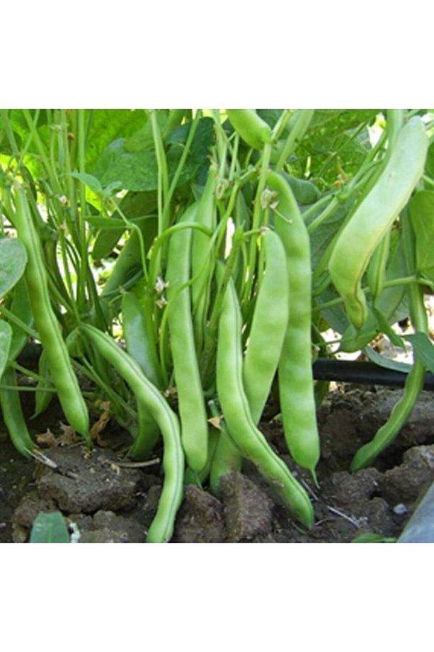 Yerli Yüksek Verimli Sırık Fasulye Tohumu 100 gr (FERASETSİZ) - 2