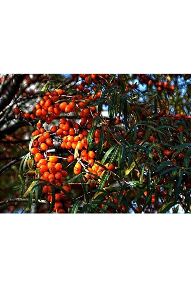 İğde Kurusu 500 gr - 2