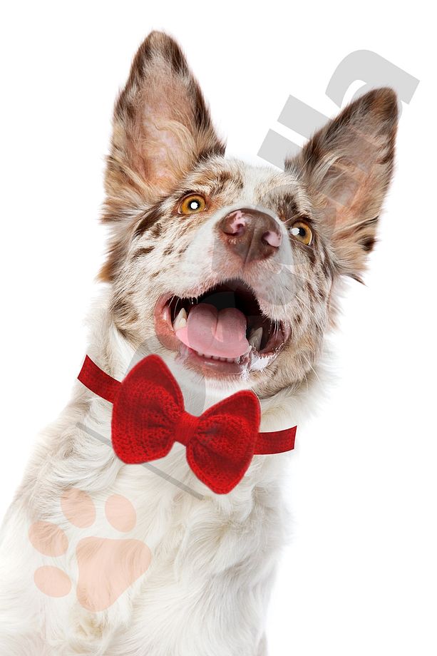 Köpek Papyonu Köpek Tasması Büyük Ve Orta Irk Köpek Boyun Tasması Kırmızı - 1