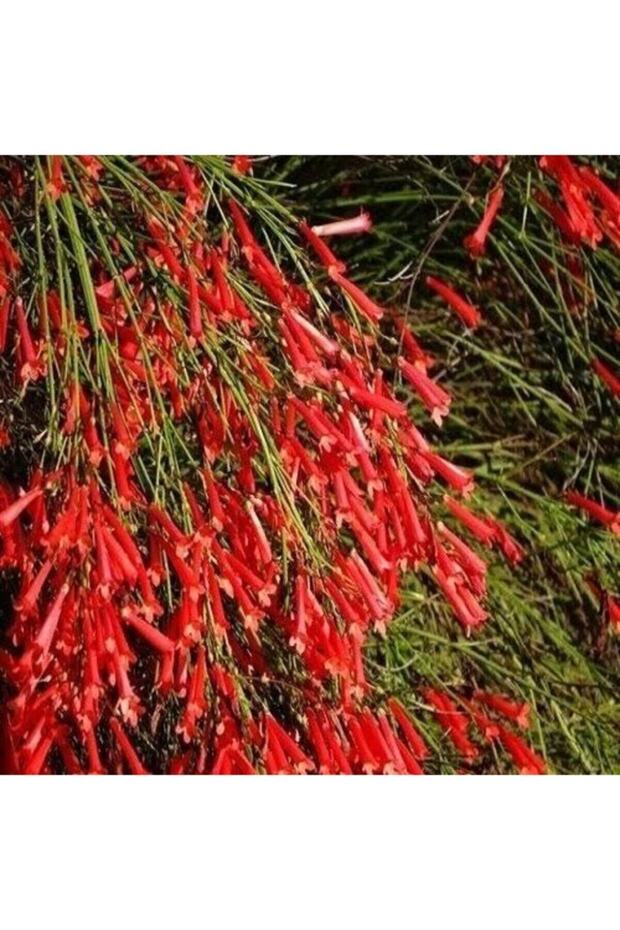 Kırmızı Mercan Çiçeği Fidanı 40 Cm - 1