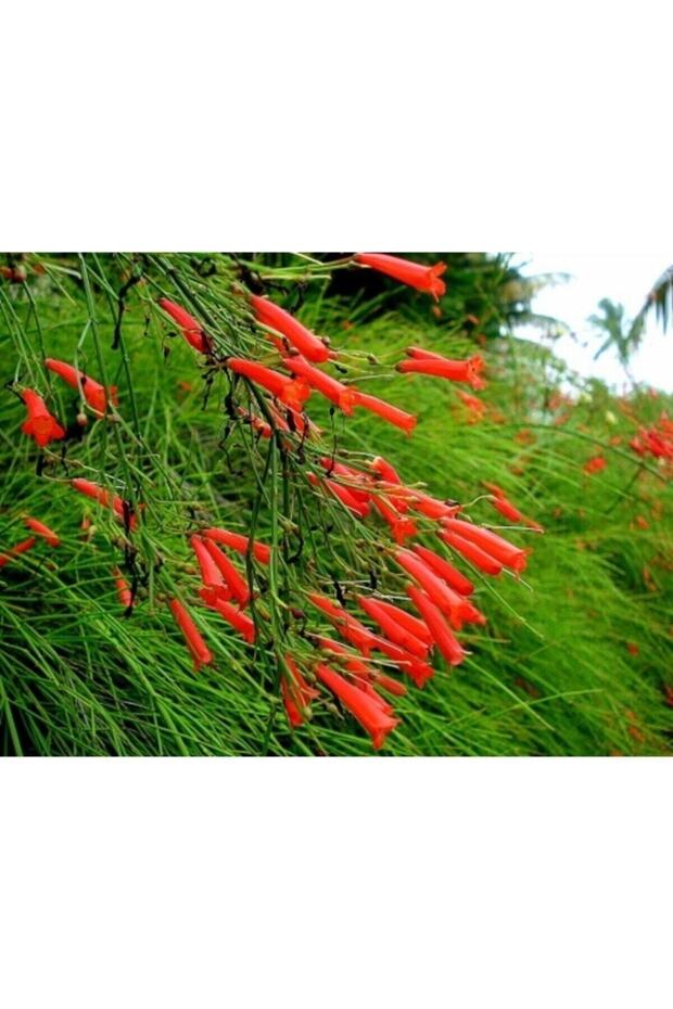 Kırmızı Mercan Çiçeği Fidanı 40 Cm - 2
