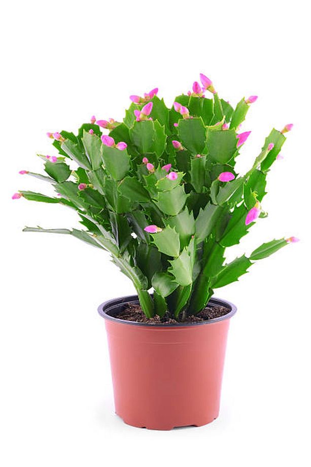 Yılbaşı Çiçeği Dolgun Formlu 8.5 Saksıda Iç Mekan Bitkisi - 2