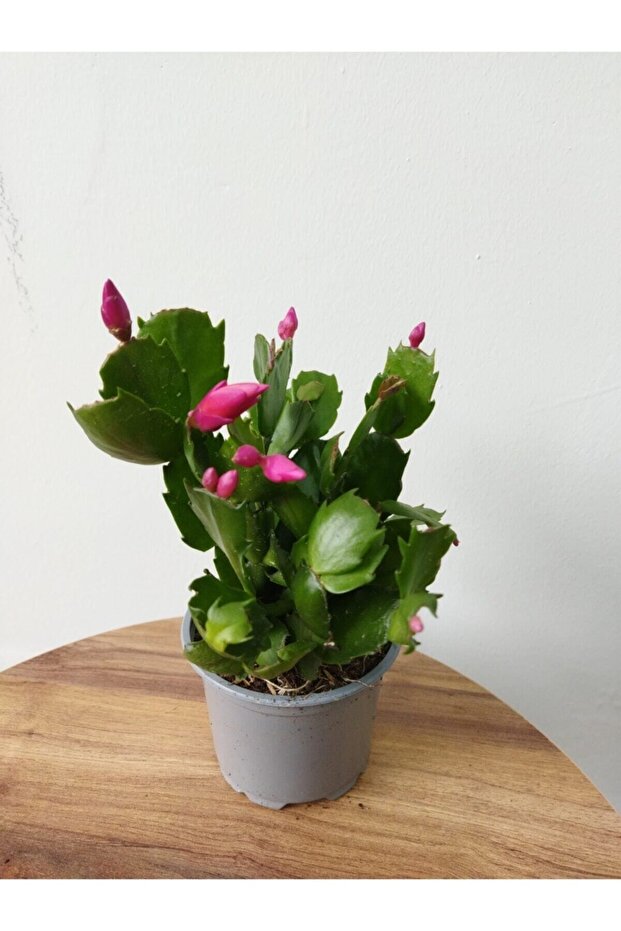 Schlumbergera Purple-kaktüs-yılbaşı Çiçeği - 2