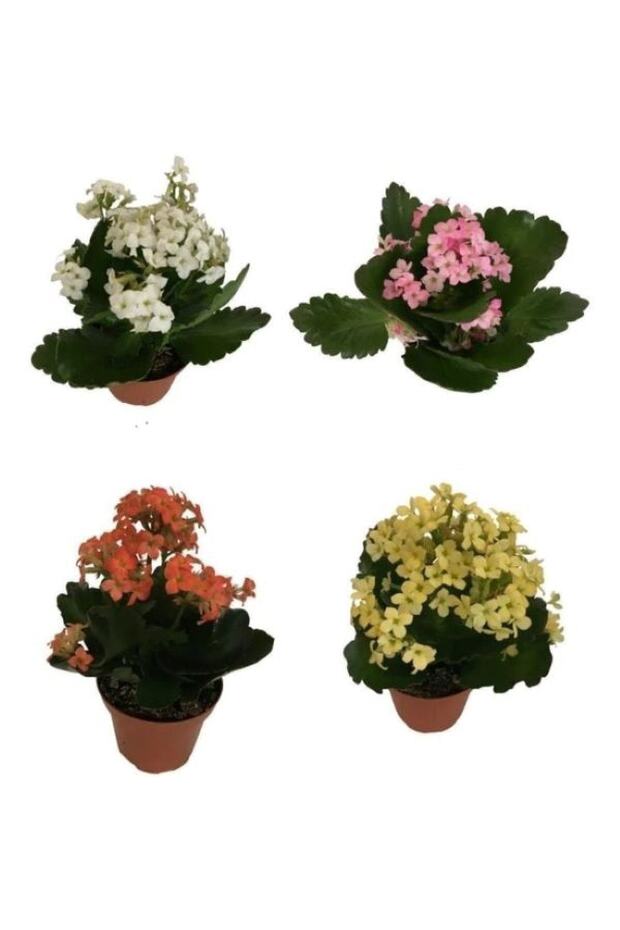 Kalanşo Çiçeği 4 Adet - 1