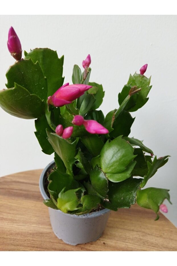 Schlumbergera Purple-kaktüs-yılbaşı Çiçeği - 1