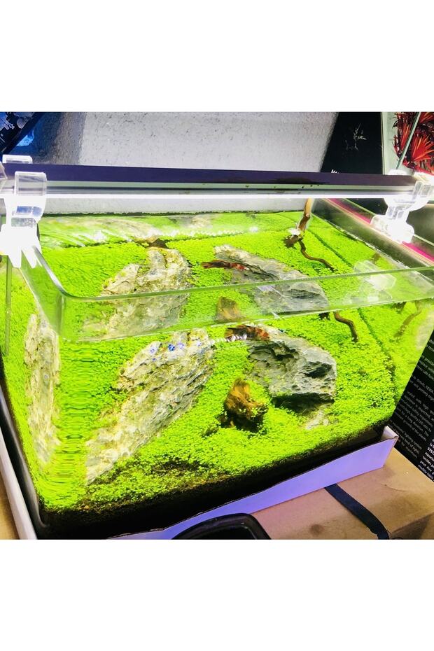 Grolüx 3 Renk Bitkili Akvaryum Aydınlatma 60 Cm - 2
