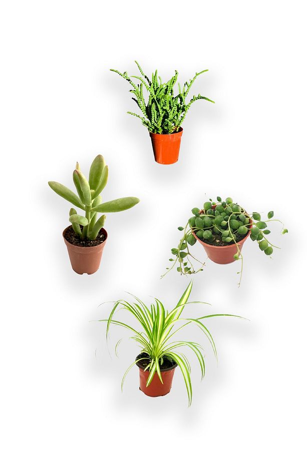 Para Ağacı Çiçeği - Prenses Çamı - Tespih Çiçeği - Kurdele Çiçeği 5.5 cm Kaktüs Sukulent - 1