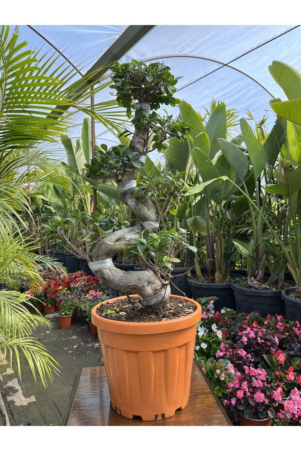 Es Bonsai