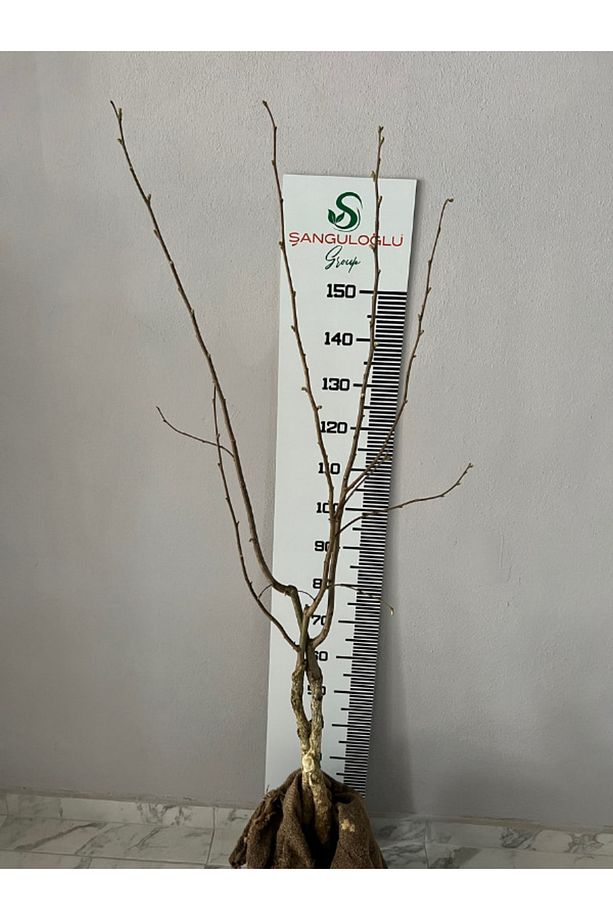Tek Ağaç Sistemi Sertifikalı Aşılı Fındık Fidanı Verime Hazır 5 Yaş Tüplü - 4