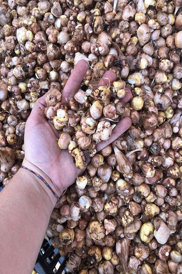 1 Adet Kırmızı Frezya Çiçeği ( Arpa Çiçeği ) Soğanı Mis Kokulu Katmerli - 2